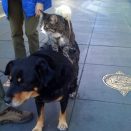 Mouse on a Cat on a Dog